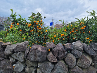 A citrus plantation and a stone wall made of basalt.