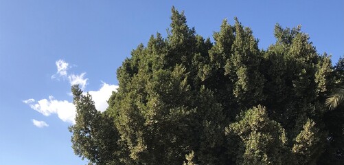 trees and sky