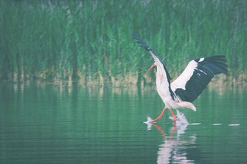 the stork lands on the lake, its wings are spread, spring and summer time, beautiful weather
