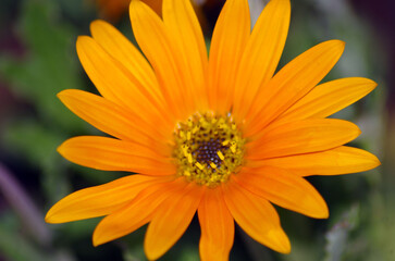 yellow flower with dew drops