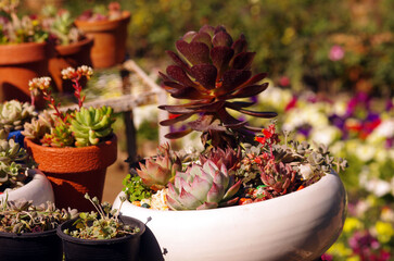 Amazing Succulent Mix in a low contemporary pot. Great center piece for a modern setting
