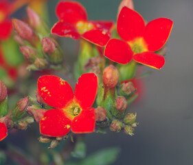 Fototapeta premium red and yellow flower