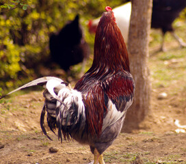 rooster in the farm