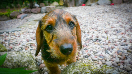 little wire-haired dachshund puppy outdoors. Dog portrait. Cute animals, close-up view
