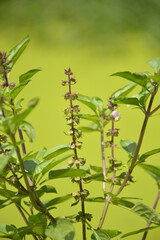 Ocimum basilicum plant in nature garden