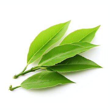 a green tea leaves and dry, studio light , isolated on white background