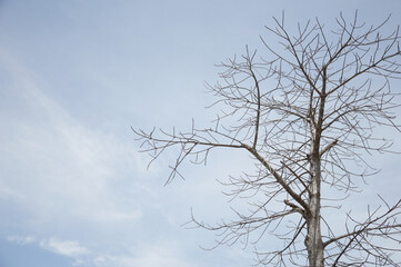 a tree with no leaves and a sky background