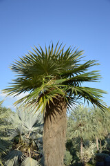 a palm tree in a park with a blue sky
