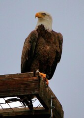 Bald Eagle on a High Roost