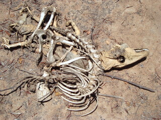 bovine skeleton killed by drought in the semi-arid region