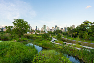 Fototapeta na wymiar Tropical forest park swamp garden in city public park with office building Benchakitti park