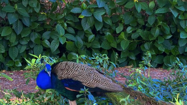 portrait of peacocks walking in the garden