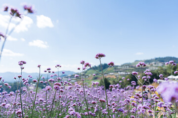 Obraz na płótnie Canvas Blooming verbena field is a purple flower blooming