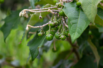 Jurubeba. Solanum paniculatum