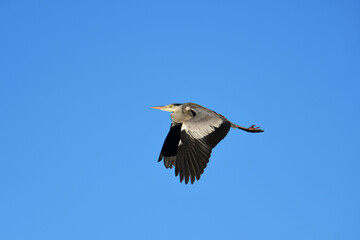 冬の青空を飛ぶアオサギ