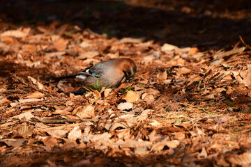 ドングリを探すミヤマカケス