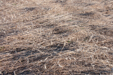 Closeup of dry grass on the field