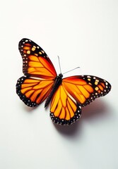 Butterfly with orange and black wings on a white background
