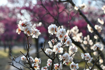 白い梅の花