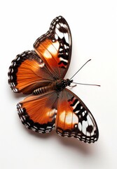 Vibrant butterfly with orange wings and black spots