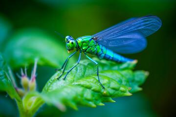 Vibrant green dragonfly perched on a leaf with delicate wings, set against a soft-focus natural background.