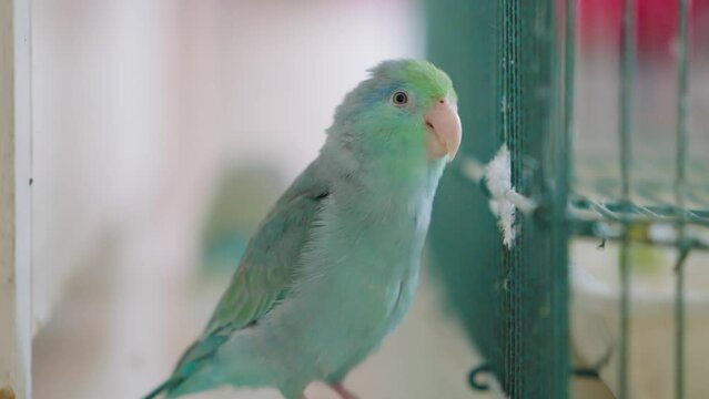 Brightly colored forpus birds live freely inside the house. A small, cute bird with clean, pastel colors outside its cage.