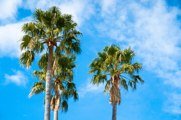 南国のイメージ