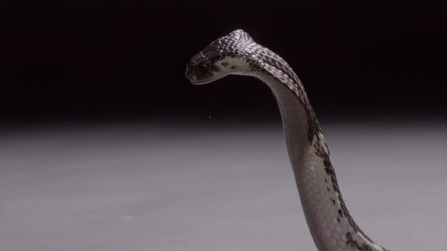 Spitting cobra slow motion expelling venom