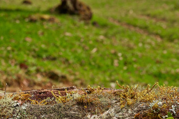 Nature background and wooden base ideal for displaying products