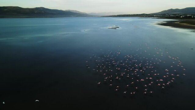 Flock of flamingos on a lagoon estuary flying and landing in shallow water