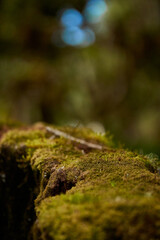 Nature background and wooden base ideal for displaying products