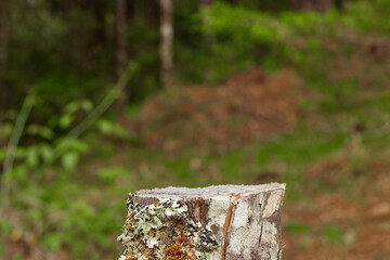 Background and wooden base ideal for displaying products  