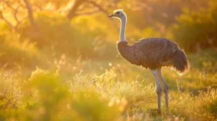 Zelfklevend Fotobehang A lone ostrich stands tall in the grlands its feathers glowing in the last light of the day. © Justlight