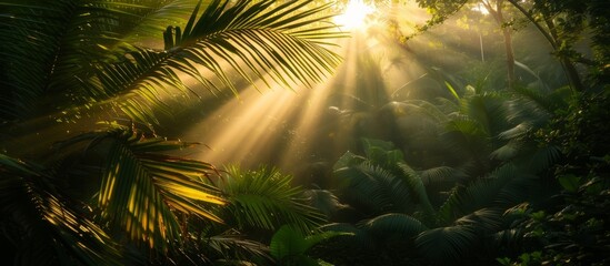 Light Rays Piercing through the Lush Jungle of Hawaii