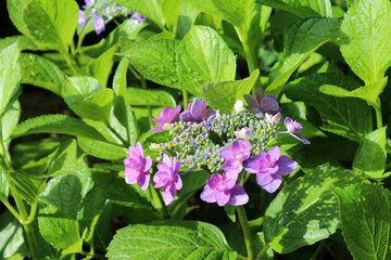 青いガクアジサイ