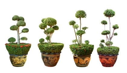 Pruning trees, ornamental trees and bonsai, planted in golden dragon-patterned clay pots. for garden decoration.
On white background.
Total 4 trees. png
