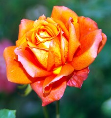 orange rose with dew drops