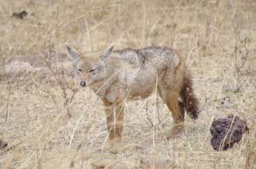 Golden Jackal (Canis Aureus) in the Grassland at the End of the Dry Season in October, Tanzania, East Africa, Africa
