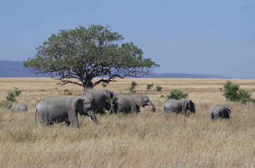Fototapeta premium Elephant Herd Trekking Across the Savannah at the End of the Dry Season in October, Tanzania, Africa