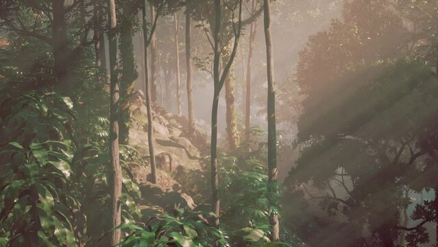 morning fog in dense tropical rainforest