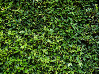 Fototapeta na wymiar Green Leaves Background Ficus annulata Blume, Banyan Tree Hedge Blume Pattern Texture Nature Design Wall Leaf Growth Backdrop Wallpaper Plant Park Foliage Natural Environment Orgarnic Botany Outdoor.