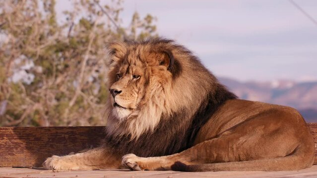 Lion laying down relaxing in setting sun with mountains in background - wide shot
