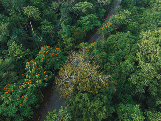 Aerial  view of trail in spring tropical forest
