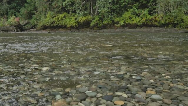 Pink Salmon spawning in shallow gravel beds in the Pacific Northwest.