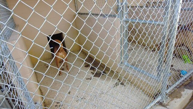 Dogs in a kennel or animal shelter, behind a cage