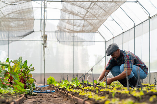 Happy African man farmer growing organic vegetable on agriculture farm field in greenhouse garden. Male gardener working nature and gardening healthy food for sustainable living and small business. - Powered by Adobe