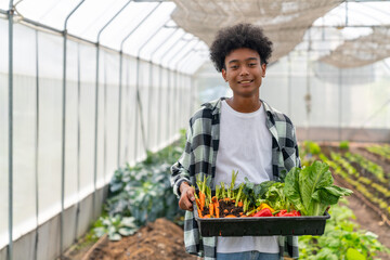 Happy African teenage boy holding a crate of organic vegetables in greenhouse garden. School...