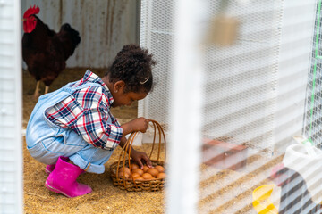 Happy little African girl farmer collect organic chicken eggs on the ground put in a basket in chicken coop. Children kid learning to raise the chickens with nature food in farm on summer vacation.