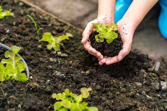 Teenage girl holding young vegetable seedling with soil in her hands in agriculture farm. Young farmer learning to grow organic vegetables for healthy food and sustainable living in greenhouse garden. - Powered by Adobe