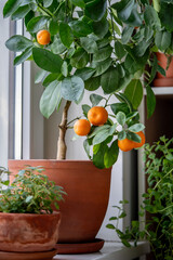 Fototapeta na wymiar Tangerine tree with fruits in terracotta pot at home. Decorative Calamondin citrus houseplant on windowsill. Indoor gardening concept. Citrus plant for interior. Soft focus
